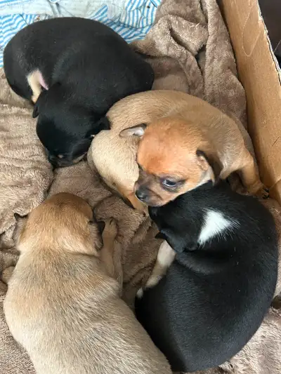 Chihuahuas à vendre, View more