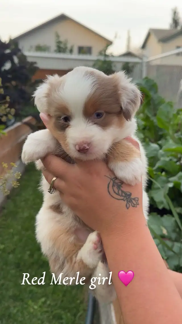 MINI AUSSIES❤️ READY NOW!