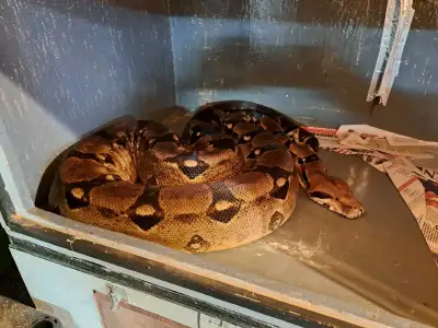 large female boa, View more