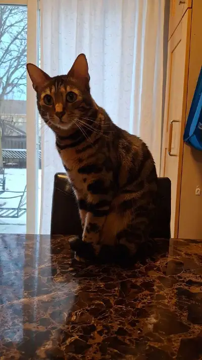 Rehoming 2 Bengal cats, View more