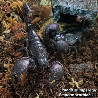 SCORPION EMPEREUR West Island Greater Montréal Preview