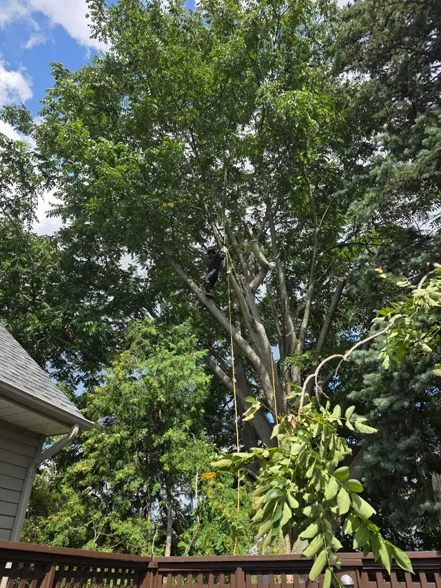 Storm Proofing Tree Service - Free Quote - 2892005156 in Lawn, Tree Maintenance & Eavestrough in City of Toronto - Image 3