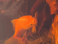 2 goldfish 