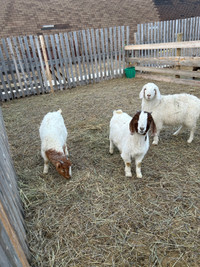 Meat goats