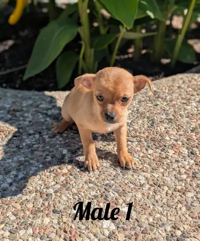 ADORABLE CHIHUAHUA PUPS, BOYS AND GIRLS READY NOW, View more