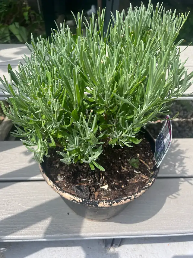 lavender perennials plants515793640930027523