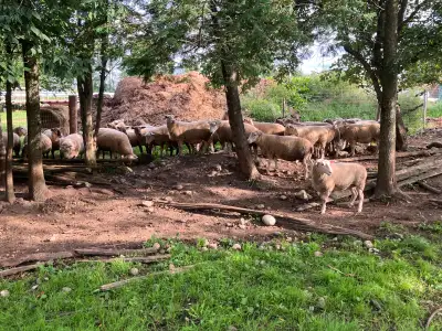 Bred Ewes, View more