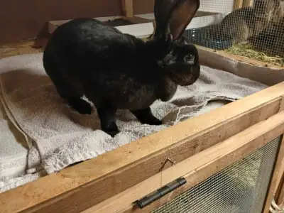 RABBIT FOR SALE !!!, View more