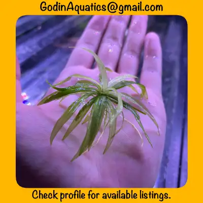 Helanthium bolivianum - live aquarium plant, View more