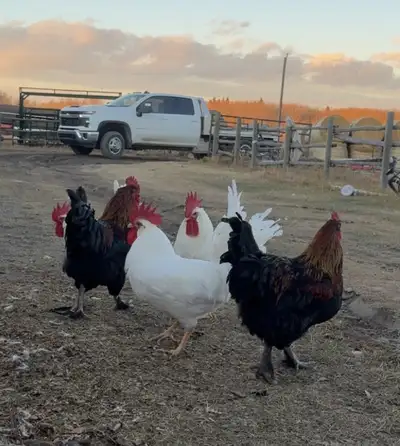 roosters for sale!, View more
