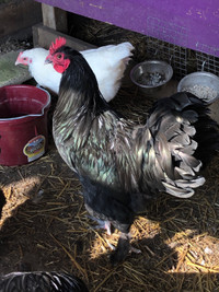 Croad langshan rooster