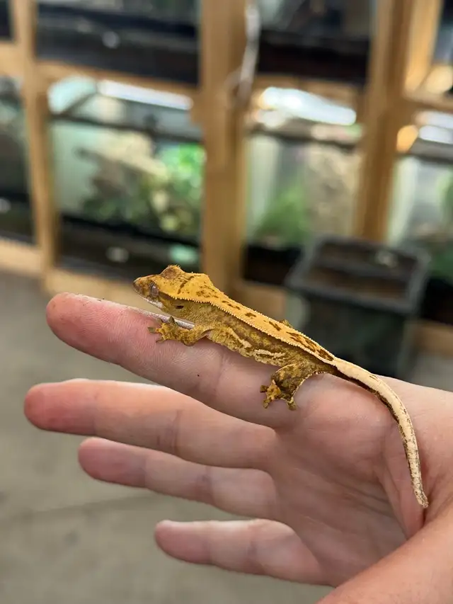 bébé gecko à crête in Reptiles & Amphibians for Rehoming in Laurentides - Image 2