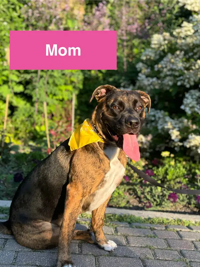 Adorable Puppies in Dogs & Puppies for Rehoming in Winnipeg - Image 10