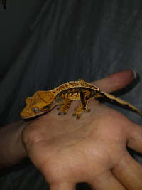 Kyta- Crested Gecko