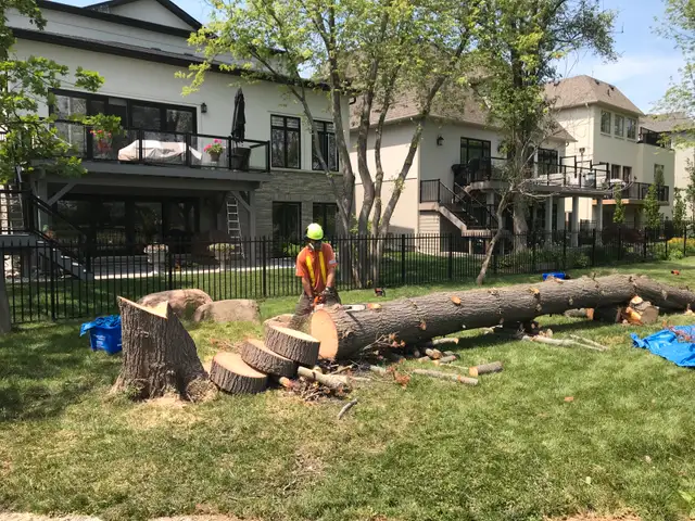 Tree Removal 62863241442433124