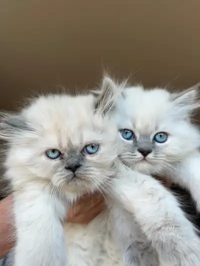 Blue point Himalayan 1st vaccine & vermifuge