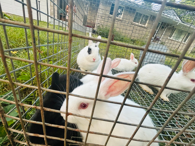 Each $20 in Other Pets for Rehoming in Ottawa