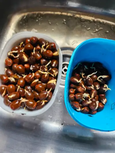 Sprouted red oak acorns