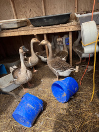 Geese for sale 