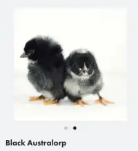 Looking for Australorp hatching eggs