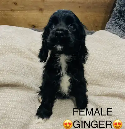 ❤️❤️Cavapoo puppies❤️❤️PLEASE TEXT!!, View more