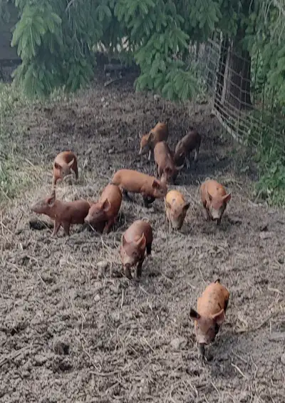 Berkshire/Tamworth piglets, View more