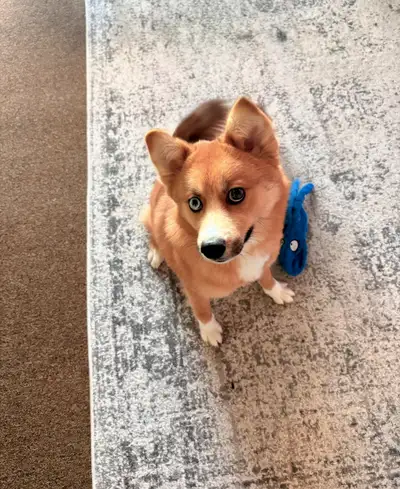 Pomsky 8 month old puppy, View more
