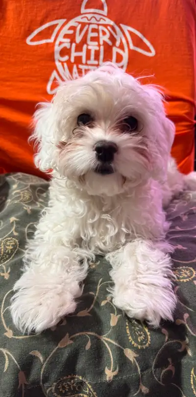 ❤️ADORABLE COCKAPOO❤️, View more