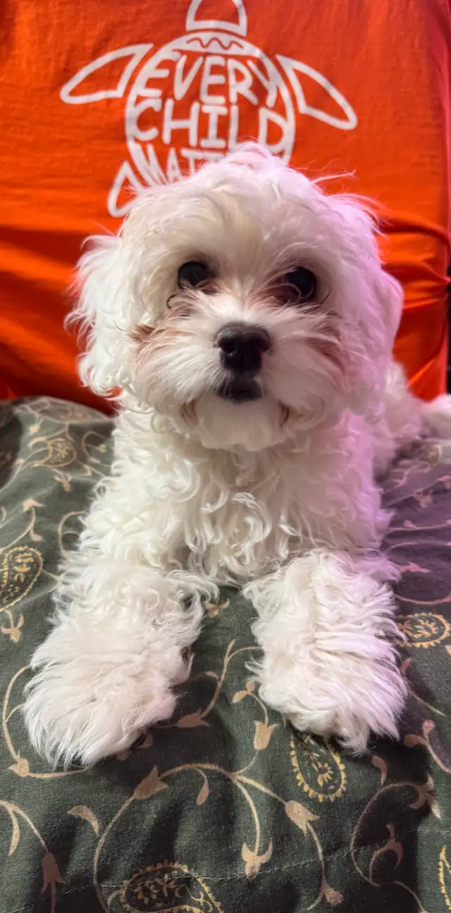 ❤️ADORABLE COCKAPOO❤️ in Dogs & Puppies for Rehoming in St. Albert - Image 2