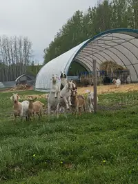 Small boer kiko goat herd