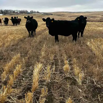 60 black/red Angus/sim bred cows march 8th starting date bred to black sim and angus bulls. These gi...