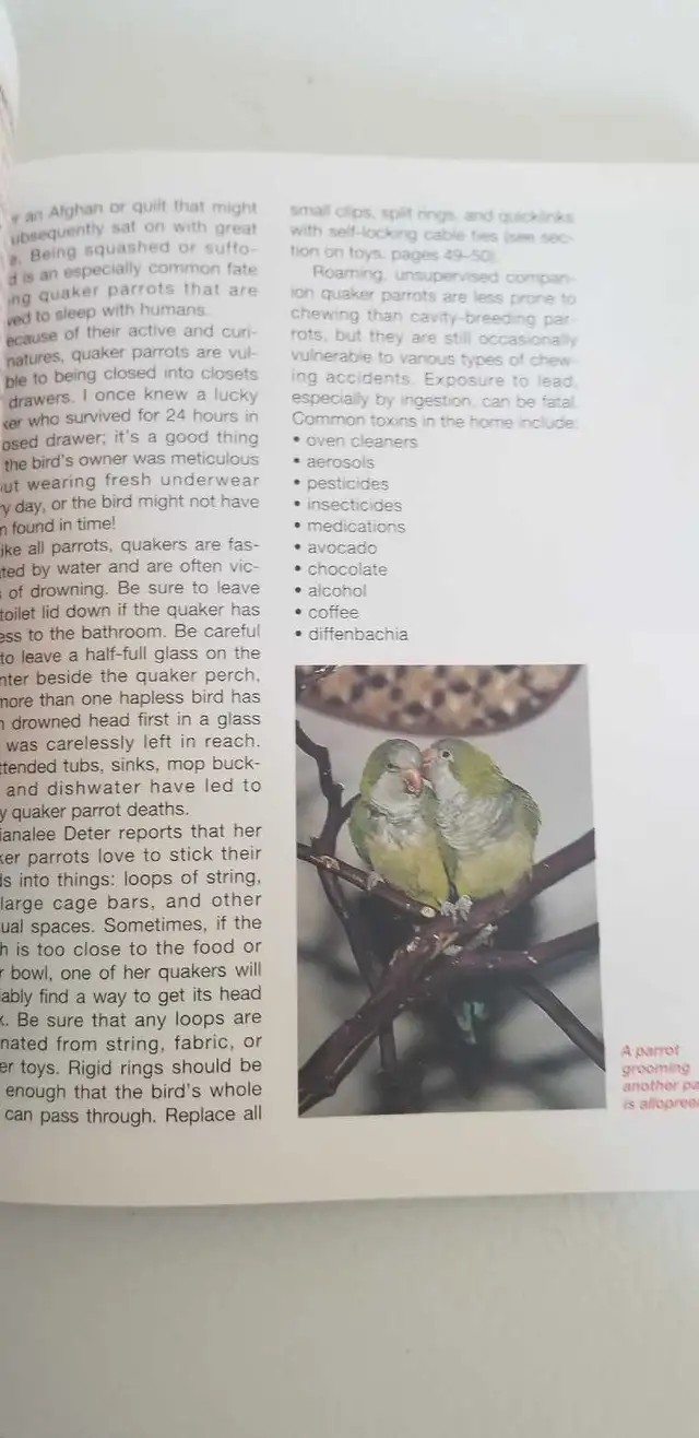 Quaker Parrot Guide Book Bird in Accessories in St. Catharines - Image 7