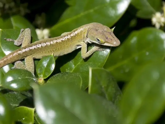 BEAUTIFUL GREEN AND BROWN ANOLES in Reptiles & Amphibians for Rehoming in North Bay - Image 4