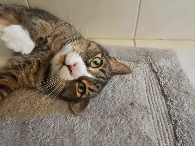 Réservé chat dégriffé mâle 9 ans à adopter. Vacciné, View more