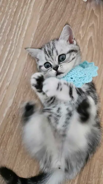 British shorthair silver tabby classic mâle , View more