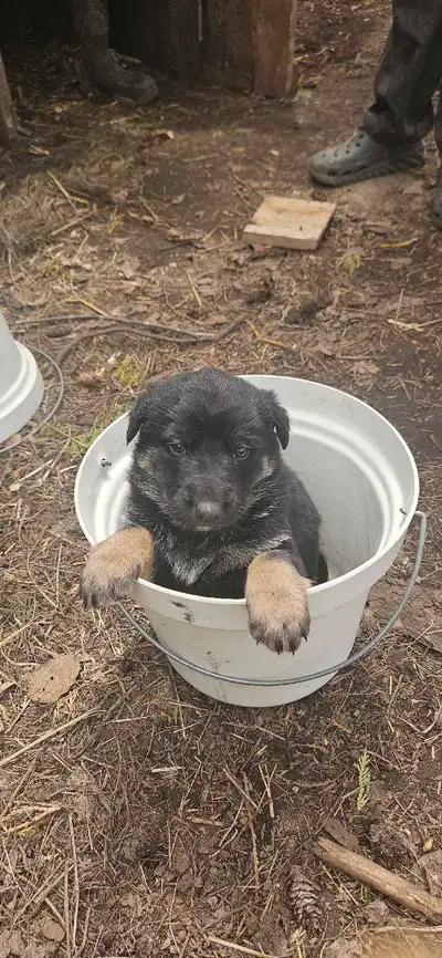 lab shepherd mix , View more