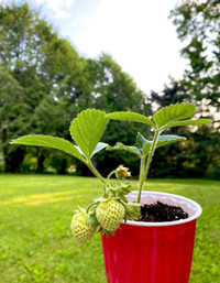 Taking Orders for Strawberry Plants ($2.50 each)