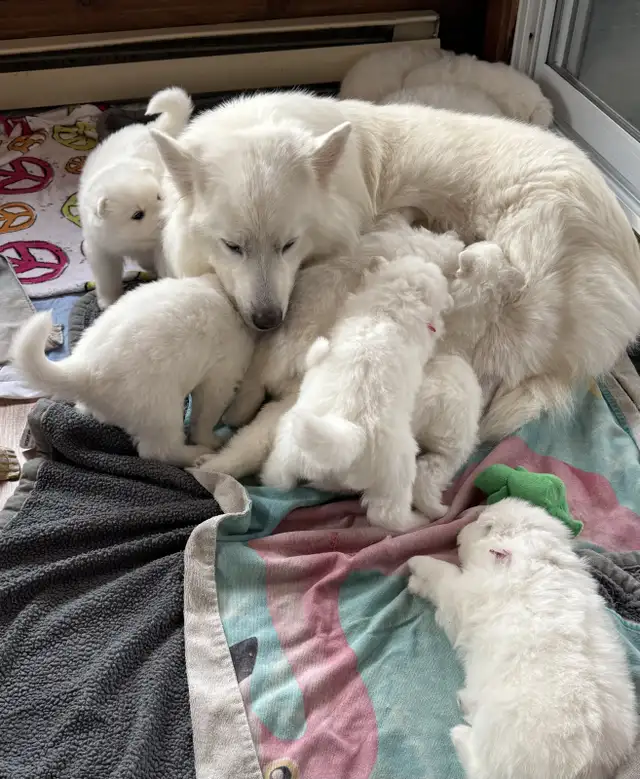 Samoyed Puppies for sale in Dogs & Puppies for Rehoming in Trenton - Image 3