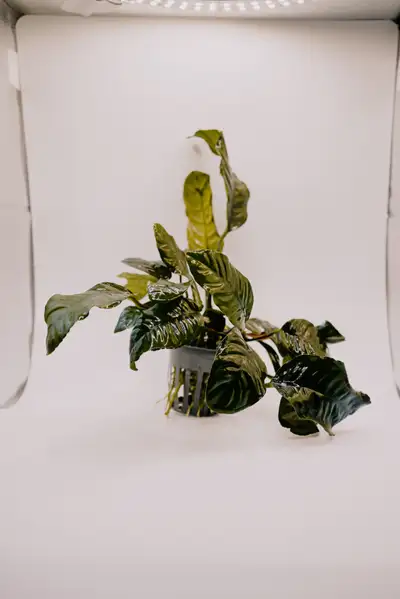 Anubias Coffeefolia, View more