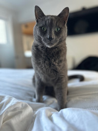 Missing grey cat 