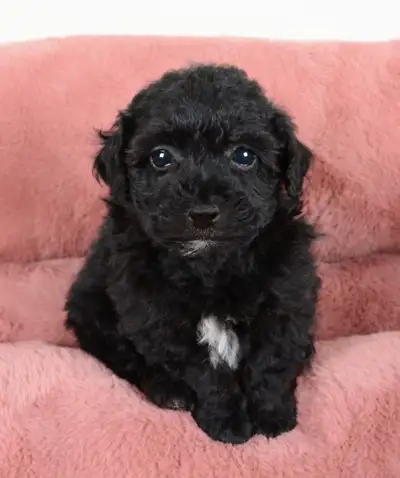 Sweet and Playful Bichon-Poo Puppies Ready For New Homes, View more