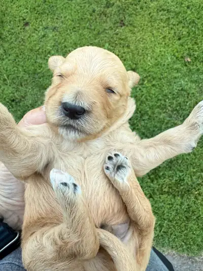 Golden Doodle, View more