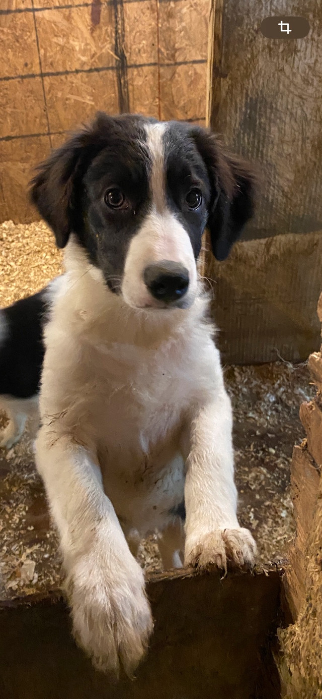 Border Collie Puppies dans Chiens et chiots à adopter  à Longueuil/Rive Sud - Image 4