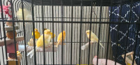 Canaries with a skullcap.