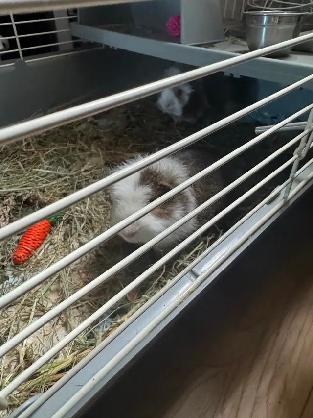 2 Male Guinea Pigs in Small Animals for Rehoming in Comox / Courtenay / Cumberland - Image 3