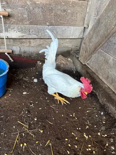  legghorn rooster, View more