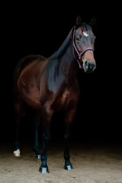 Warmblood Mare for Sale, View more