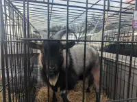 Goats, mini Nigerian 