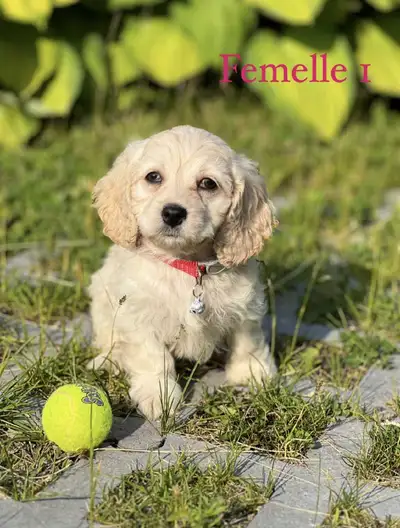 Prêts a partir Rencontrez nos adorables boules de joie ! Nos magnifiques chiots Cockapoo sont enfin...