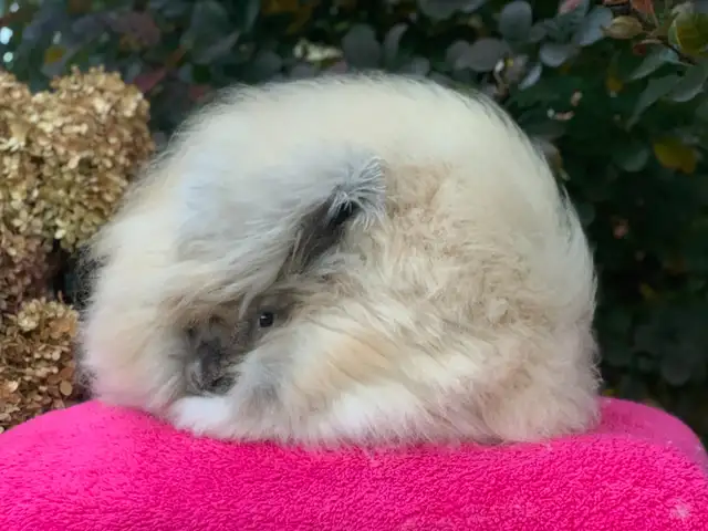 English and Satin Angora Rabbits in Small Animals for Rehoming in City of Toronto - Image 3